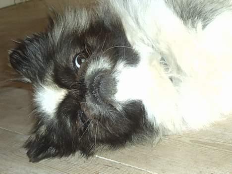 Pekingeser Gonzo - Hvad kigger du på , ? billede 7