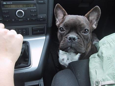 Fransk bulldog Boomer - jeg sidder bare så pænt når jeg er med ude og køre bil billede 19