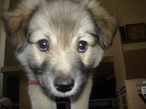 Islandsk fårehund sigga billede 1