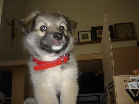 Islandsk fårehund sigga billede 2