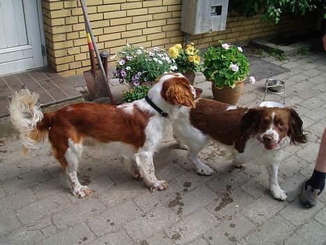 Engelsk springer spaniel Luie billede 18
