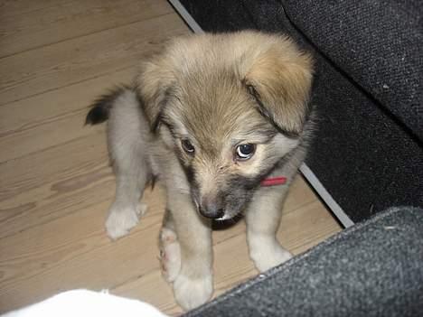 Islandsk fårehund sigga billede 4