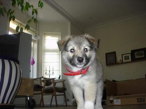 Islandsk fårehund sigga billede 5