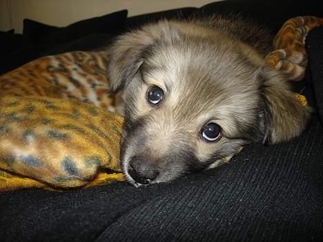 Islandsk fårehund sigga billede 7