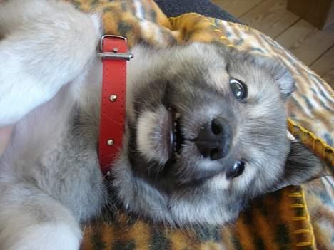 Islandsk fårehund sigga billede 8