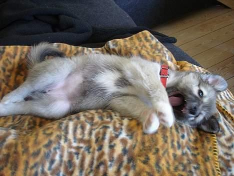 Islandsk fårehund sigga billede 9