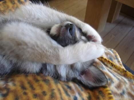 Islandsk fårehund sigga billede 10