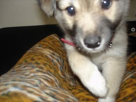 Islandsk fårehund sigga billede 11