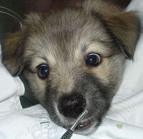 Islandsk fårehund sigga billede 12