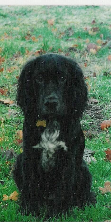 Cocker spaniel Molly - Her har jeg sat mig pænt til ære for fotografen  billede 4