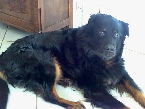 Blanding af racer Balder - Gamle morgan på 17 år (Balders gode kammerat) billede 14