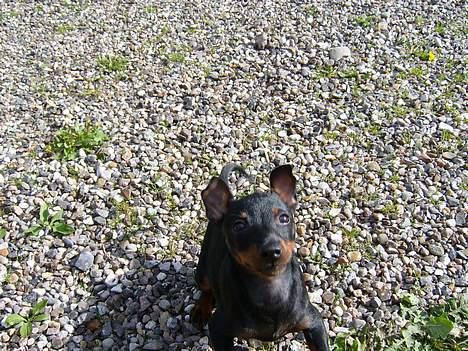 Dvaergpinscher Rødkilde's Chico billede 8