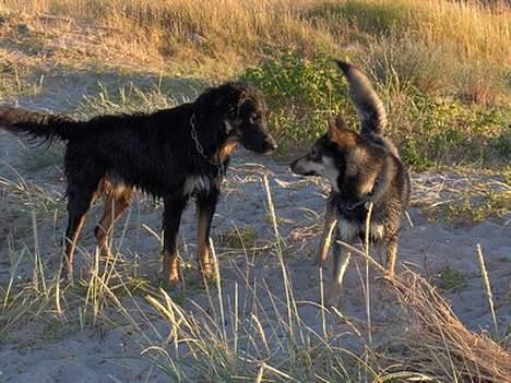 Blanding af racer Balder - balder og sakki billede 15