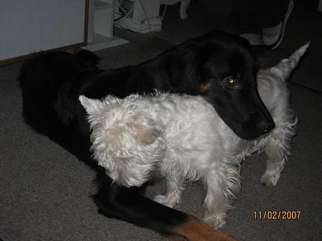 Blanding af racer Balder billede 16