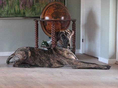 Grand danois Tara 16. maj 2006 - 8 mdr. billede 1