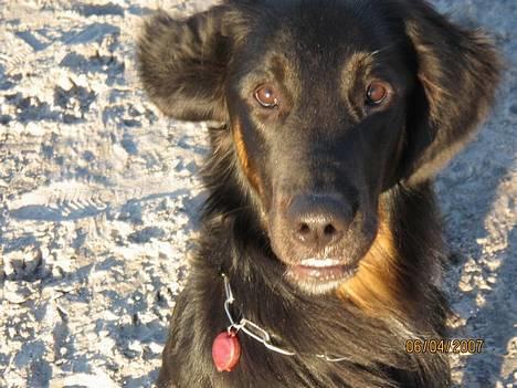 Blanding af racer Balder - Balder ved vesterhavet. Påsken 2007 billede 17