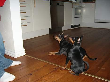 Dvaergpinscher Rødkilde's Chico - Hey kammi!  billede 9