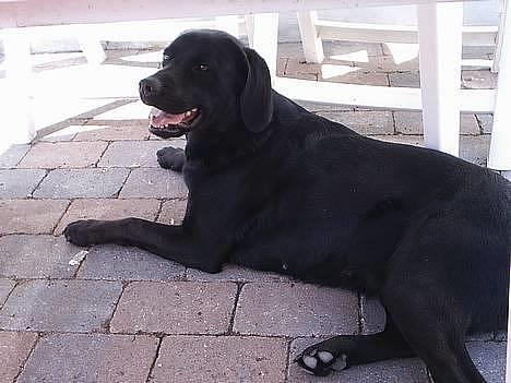 Labrador retriever Teglgaardens Maj - Ahh det er dejligt at ligge i skyggen når solen er lige på... :-D billede 11