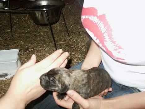 Grand danois Tara 16. maj 2006 - Tara nyfødt billede 2