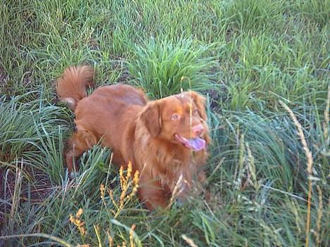 Nova scotia duck tolling retriever Leo - 16 juli 2006 billede 15