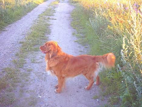 Nova scotia duck tolling retriever Leo - 16 juli 2006 billede 17