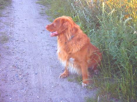 Nova scotia duck tolling retriever Leo - 16 juli 2006 billede 18