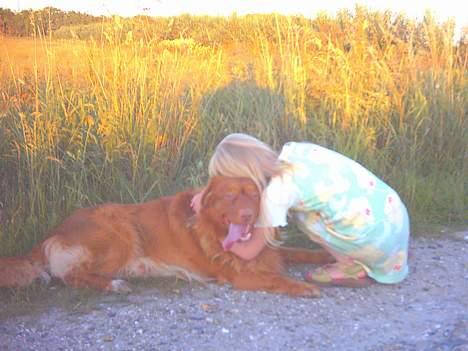 Nova scotia duck tolling retriever Leo - 16 juli 2006 billede 19