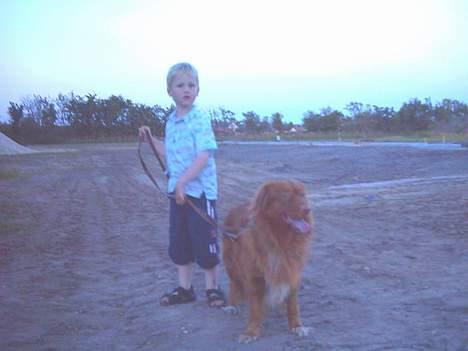 Nova scotia duck tolling retriever Leo - 16 juli 2006 billede 20