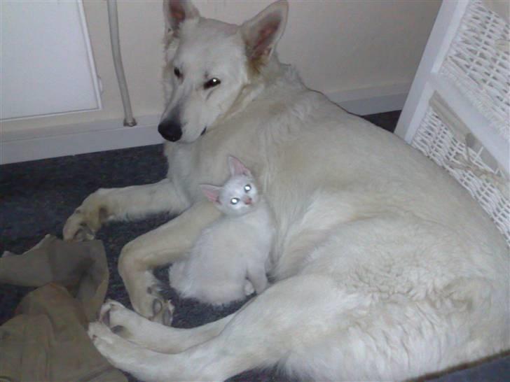 Hvid schæfer bailey the trucker baby! (død) - hej mor billede 12