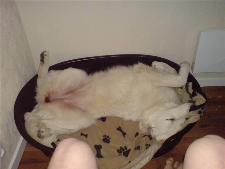 Hvid schæfer bailey the trucker baby! (død) - dennis (ejer af bølle og baileys ven) billede 13