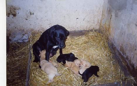 Labrador retriever Teglgaardens Lady *DØD* - Lady og et af hendes mange kuld hvalpe billede 6