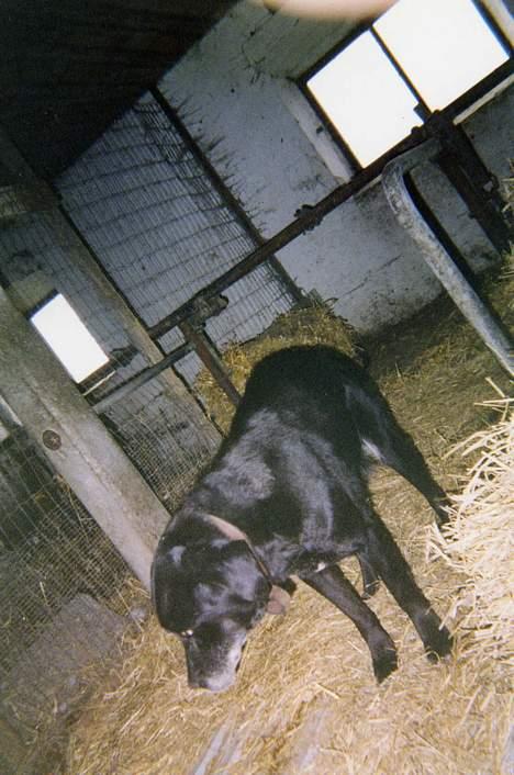 Labrador retriever Teglgaardens Lady *DØD* - Lady billede 7