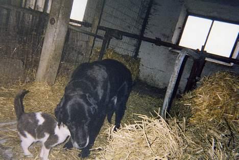 Labrador retriever Teglgaardens Lady *DØD* - Lady og katten Malthe... billede 8