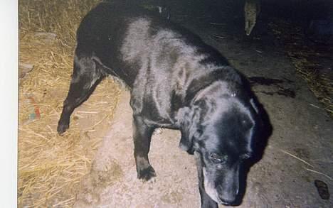 Labrador retriever Teglgaardens Lady *DØD* - Min dejlige Lady billede 9