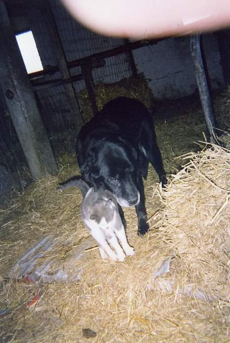 Labrador retriever Teglgaardens Lady *DØD* - Altid godt med at knus fra sin ven Malthe billede 10