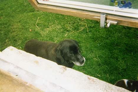 Labrador retriever Teglgaardens Lady *DØD* - Lady foråret 2003 billede 11
