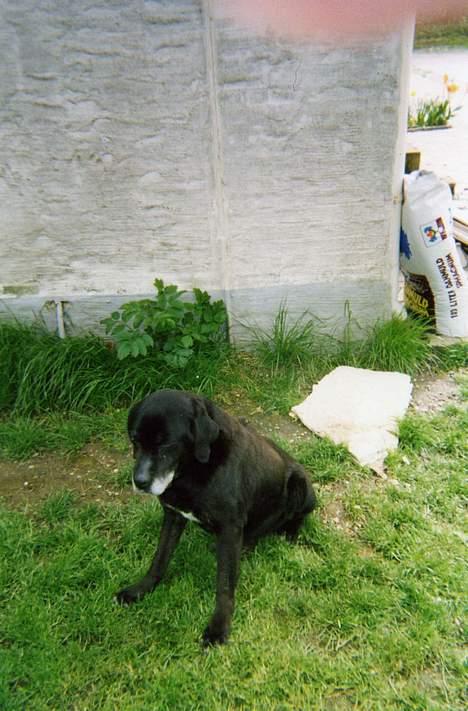 Labrador retriever Teglgaardens Lady *DØD* - Lady.... billede 12