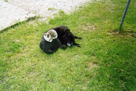 Labrador retriever Teglgaardens Lady *DØD* - Malthe og Lady. Malthe blev vi nødt til at få aflivet. Dyrlægen sagde at han var syg pga sorg. Efter Ladys død lå han hele tiden oven på graven og ville hverken spise eller drikke.. De var de bedste venner som I kan se billede 13