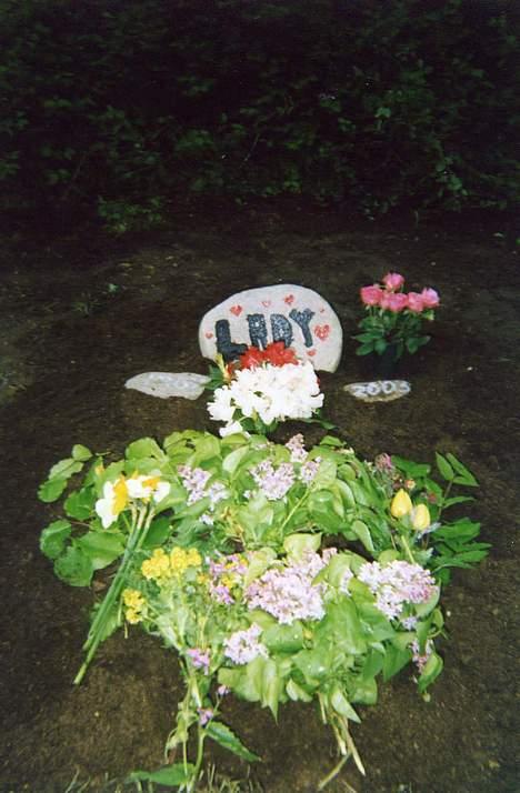 Labrador retriever Teglgaardens Lady *DØD* - Ladys gravsted den dag hun blev begravet billede 14