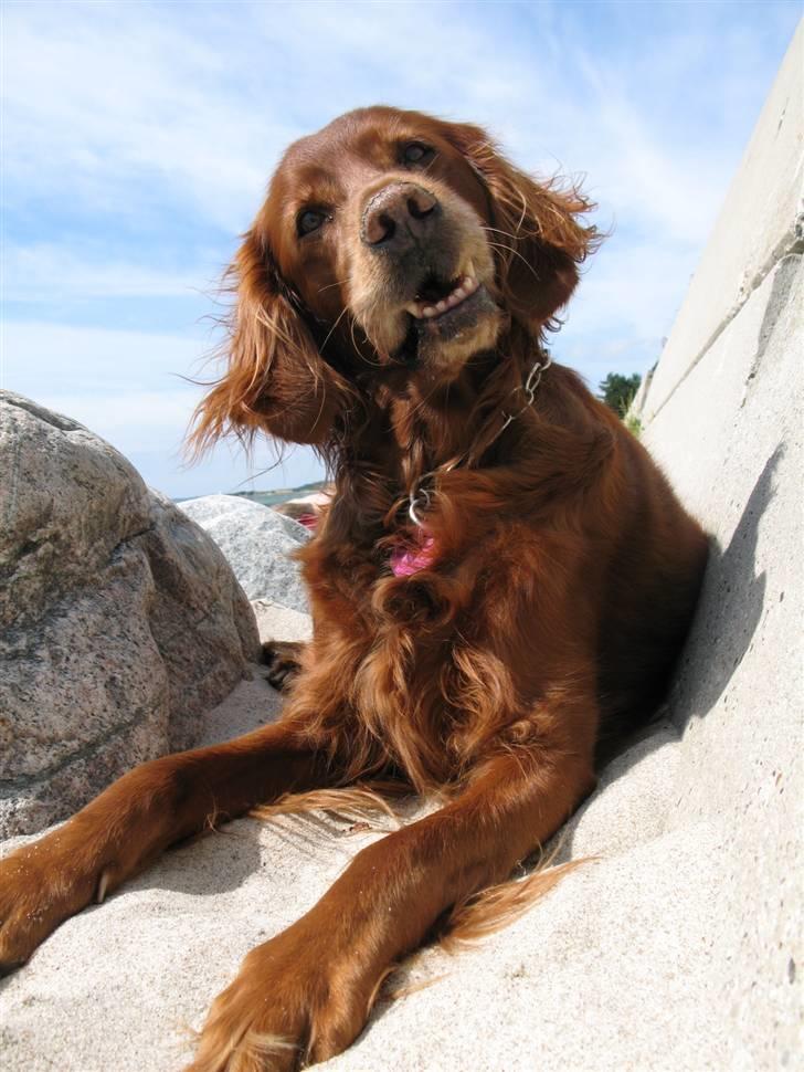 Irsk setter Minca - På stranden (sommerferien 2008) billede 9