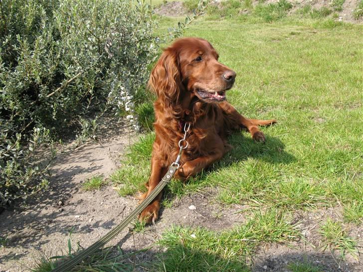 Irsk setter Minca - NYT! I lufthavnen! Fine hund... billede 12