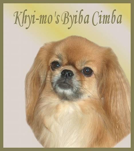Tibetansk spaniel Khyi-Mo´s Byiba Cimba billede 15