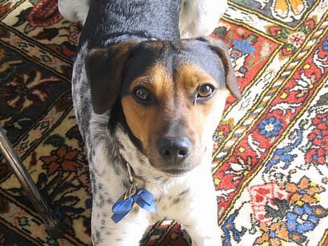 Dansk svensk gaardhund Laika <3 billede 20