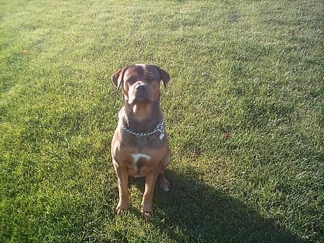 Blanding af racer rottweiler/Am.Bull Klunte - Nyt 14/11-06 billede 1