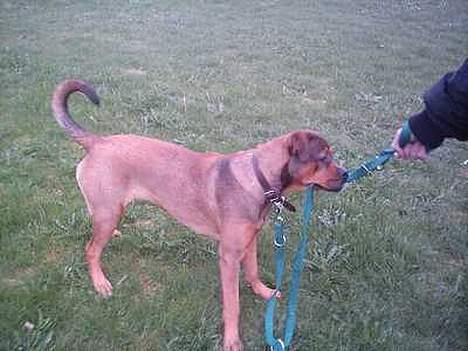 Blanding af racer rottweiler/Am.Bull Klunte - Jeg kan godt selv gå tur med mig selv billede 2