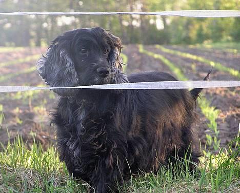 Cocker spaniel Sille † d. 14/4-08 - Sille ligger og griner af den grimme mand i fjeneren .  billede 19