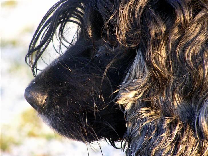 Cocker spaniel Sille † d. 14/4-08 - smukke sille pigen  billede 20