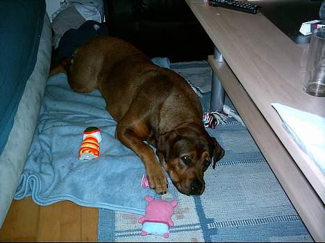 Blanding af racer rottweiler/Am.Bull Klunte - putter lige billede 3