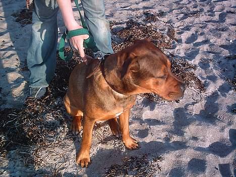 Blanding af racer rottweiler/Am.Bull Klunte billede 4