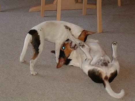 Dansk svensk gaardhund DKCH NOCH WVW11 Baloo - Tandlægeeftersyn - ellers tak - slip mig fri - 16.07.2006 billede 6